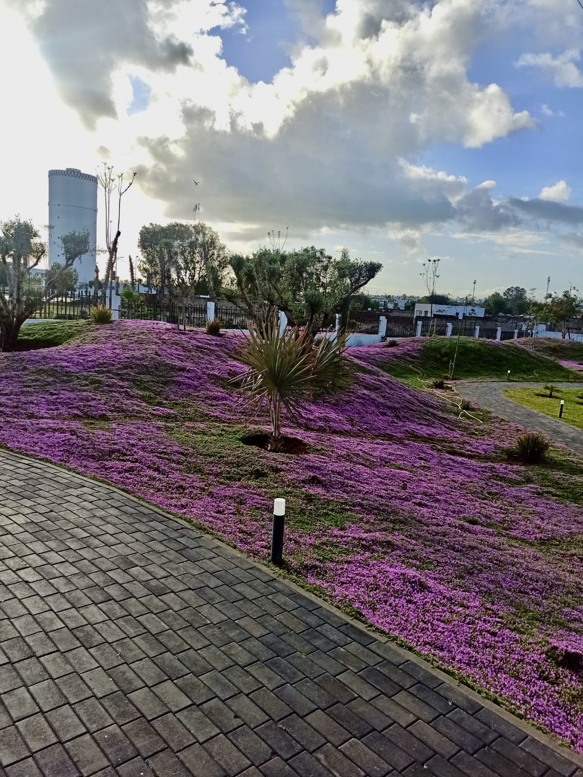 Tapis rose en floraison — projet Belkora