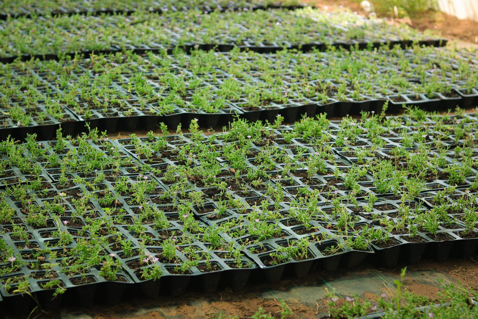 Rangées de plaques de Drosanthemum floribundum en production sous serre à la pépinière Belkora au Maroc