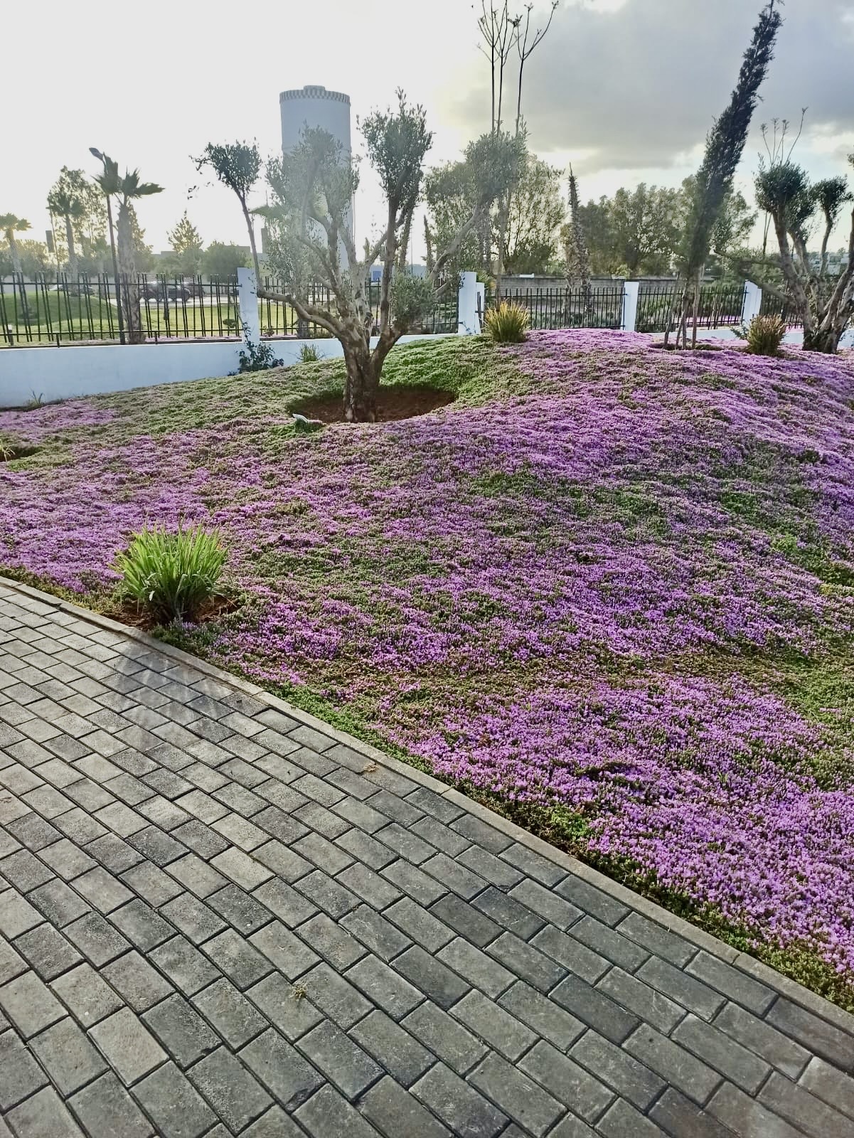 Talus fleuri sous oliviers