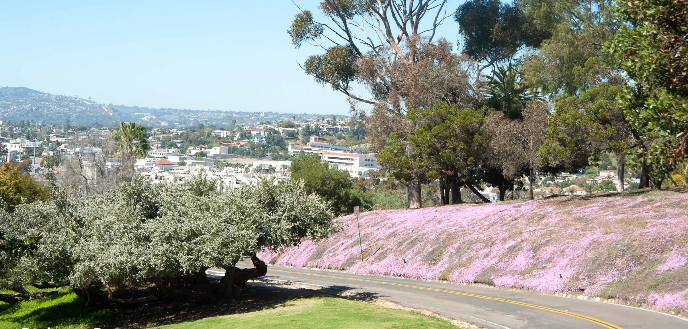 Tapis de Drosanthemum floribundum en pleine floraison rose vif au Maroc