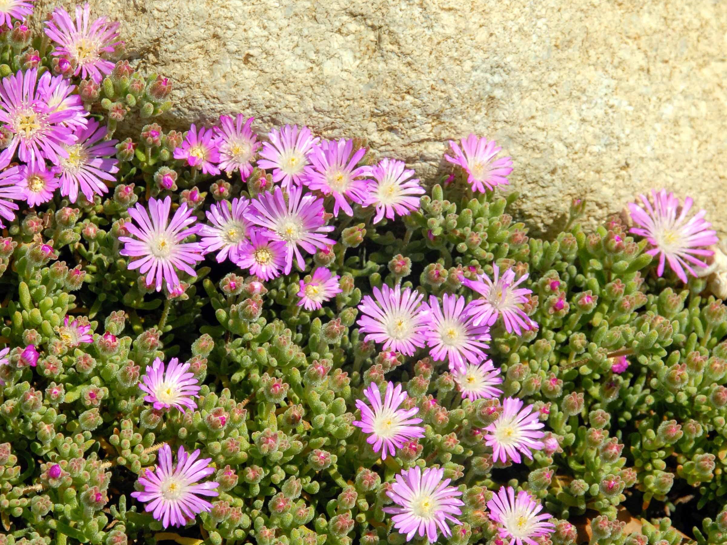 Detail des fleurs roses