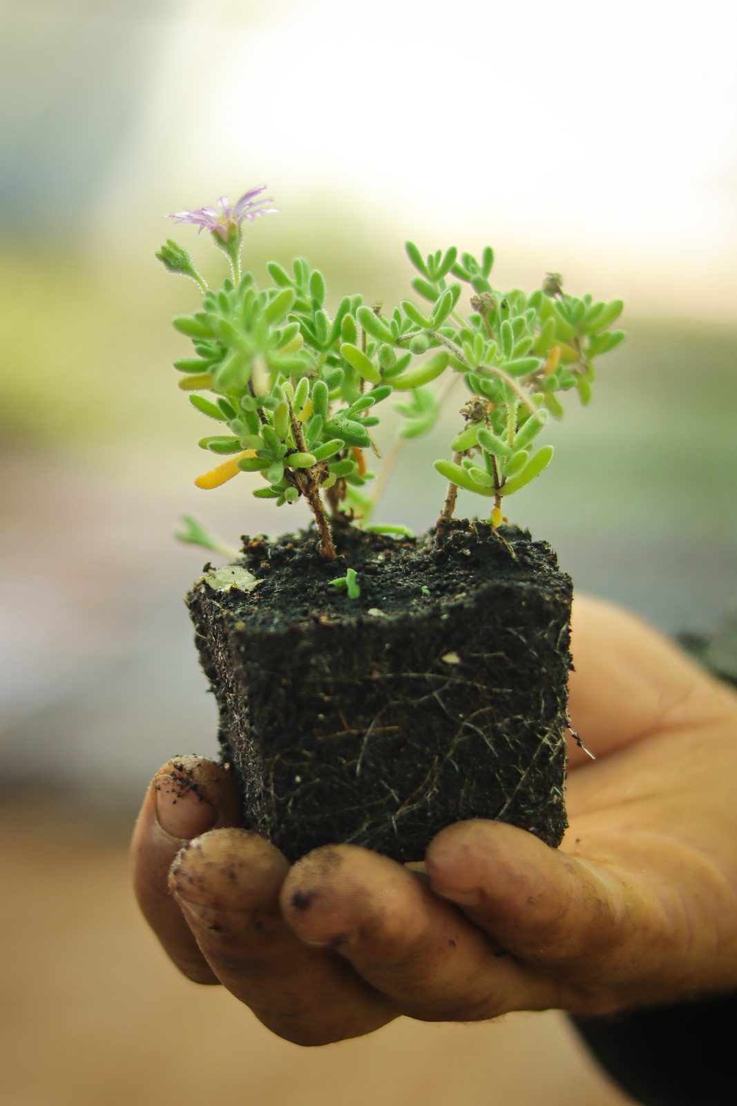 Plant de Drosanthemum floribundum avec sa motte racinaire dense, prêt à planter — pépinière Belkora